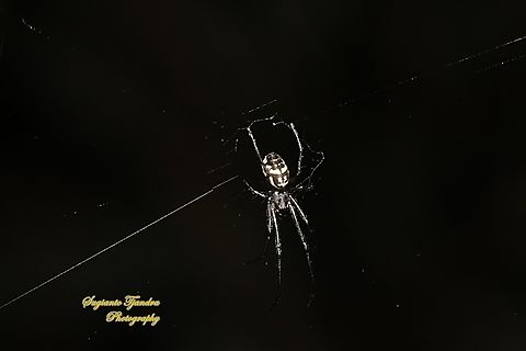 Big-bellied tylorida spider, Tylorida ventralis, family Tetragnathidae  Fall,Geotagged,Indonesia,Tylorida ventralis