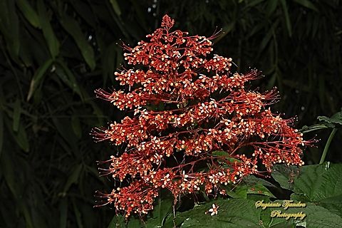 Bunga Pagoda/ Pagoda flower, Clerodendrum paniculatum  Clerodendrum paniculatum,Fall,Geotagged,Indonesia,Pagoda Flower