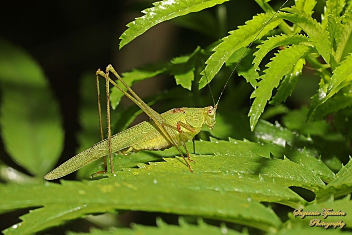Fork-tailed Bush Katydid, Tettigoniidae  Fall,Geotagged,Indonesia