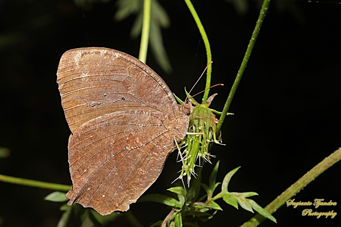 Dark Evening Brown, Melanitis phedima  Dark evening brown,Fall,Geotagged,Indonesia,Melanitis phedima