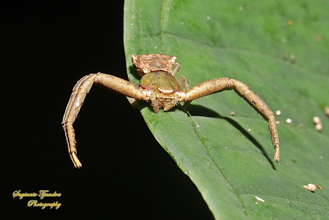 Crab Spider, Pistius Sp., family Thomisidae  Fall,Geotagged,Indonesia