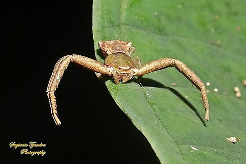 Crab Spider, Pistius Sp., family Thomisidae  Fall,Geotagged,Indonesia