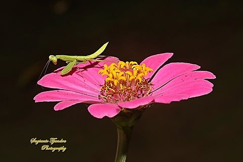 Praying Mantis nymph (Tenodera sp., family Mantidae) standing on the Pink Zinnia flower, Zinnia elegans  Fall,Geotagged,Indonesia