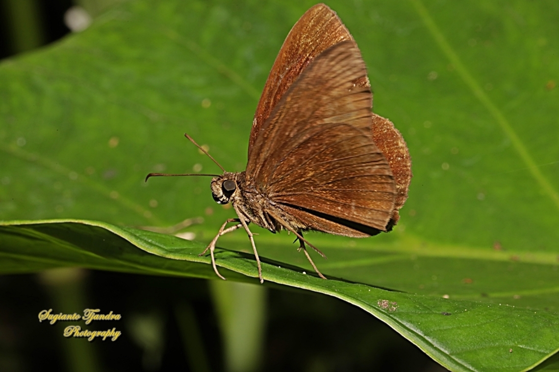 Skipper Butterfly, The Chocolate Demon, Ancistroides nigrita, family Hesperiidae  Ancistroides nigrita,Chocolate demon,Fall,Geotagged,Indonesia