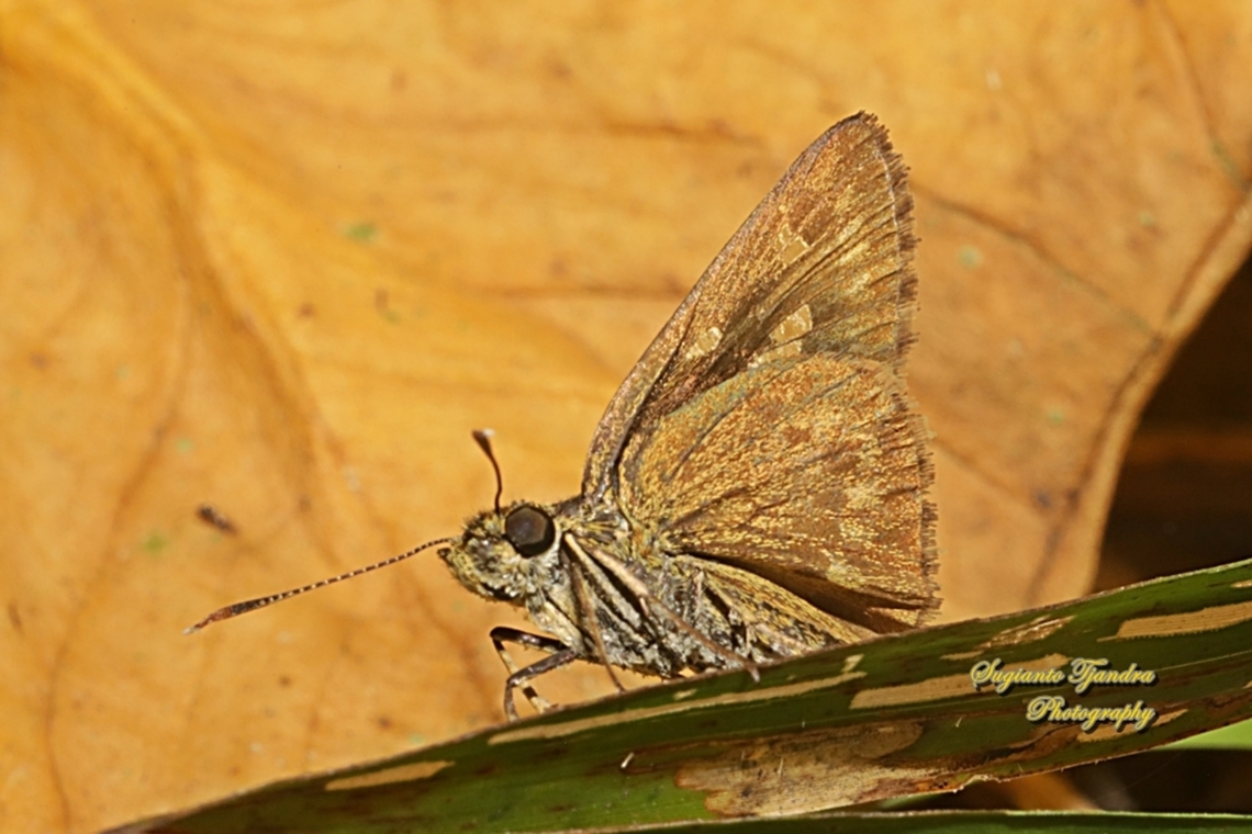 Skipper butterfly, Halpe sikkima (???), family Hesperiidae  Fall,Geotagged,Indonesia
