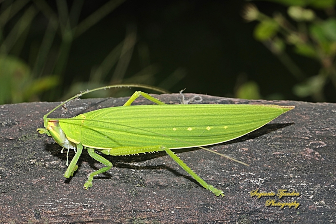 Bush Katydid, family Tettigoniidae  Fall,Geotagged,Indonesia