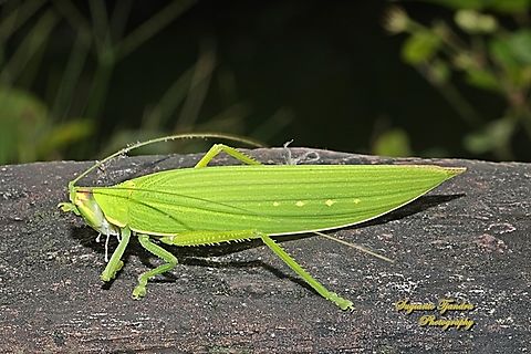 Bush Katydid, family Tettigoniidae  Fall,Geotagged,Indonesia
