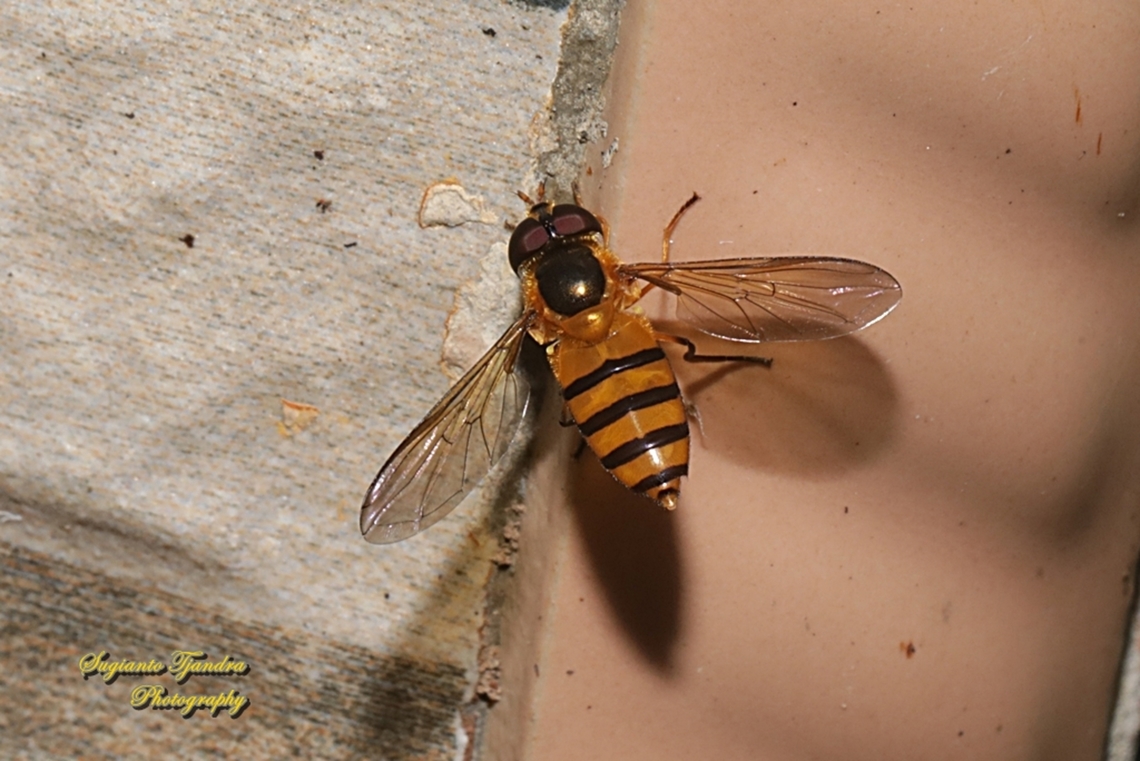 Black-banded Hoverfly, Asarkina Sp. family Syrphidae  Fall,Geotagged,Indonesia