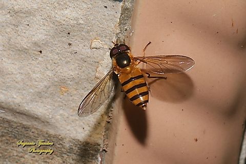 Black-banded Hoverfly, Asarkina Sp. family Syrphidae  Fall,Geotagged,Indonesia