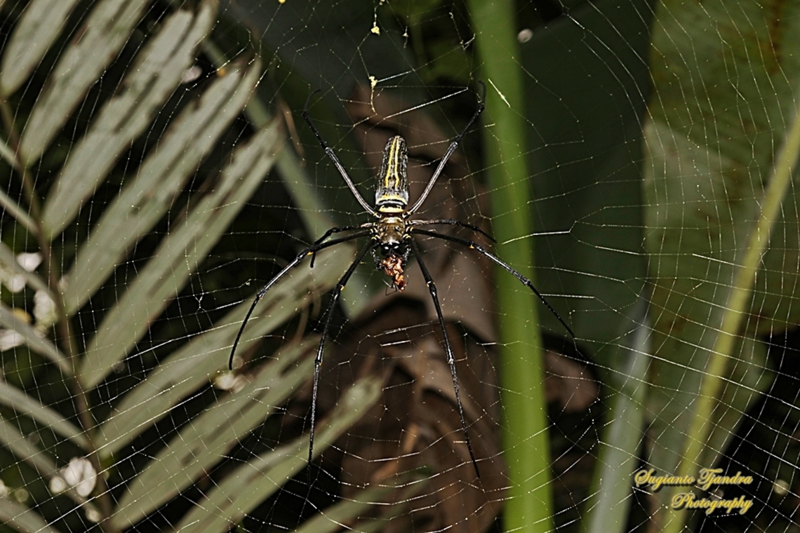 Golden orb-web spider, Nephila Pilipes w/prey  Fall,Geotagged,Indonesia,Nephila pelipes,Nephila pilipes