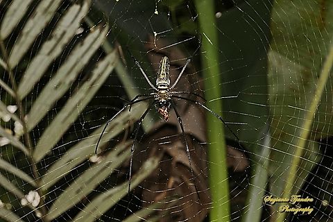 Golden orb-web spider, Nephila Pilipes w/prey  Fall,Geotagged,Indonesia,Nephila pelipes,Nephila pilipes