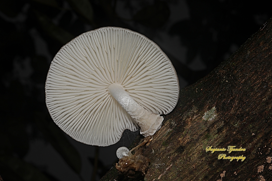 Fungi, Oudemansiella Sp., family Physalacriaceae  Geotagged,Indonesia,Winter