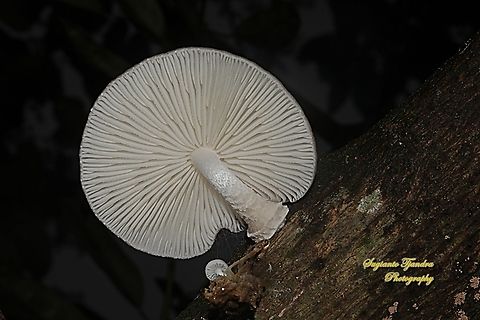 Fungi, Oudemansiella Sp., family Physalacriaceae  Geotagged,Indonesia,Winter