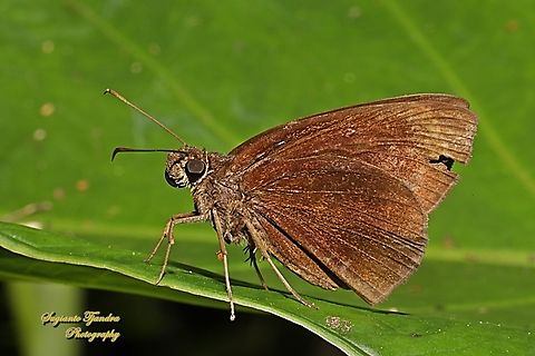 Skipper Butterfly, The Chocolate Demon, Ancistroides nigrita, family Hesperiidae  Ancistroides nigrita,Chocolate demon,Fall,Geotagged,Indonesia