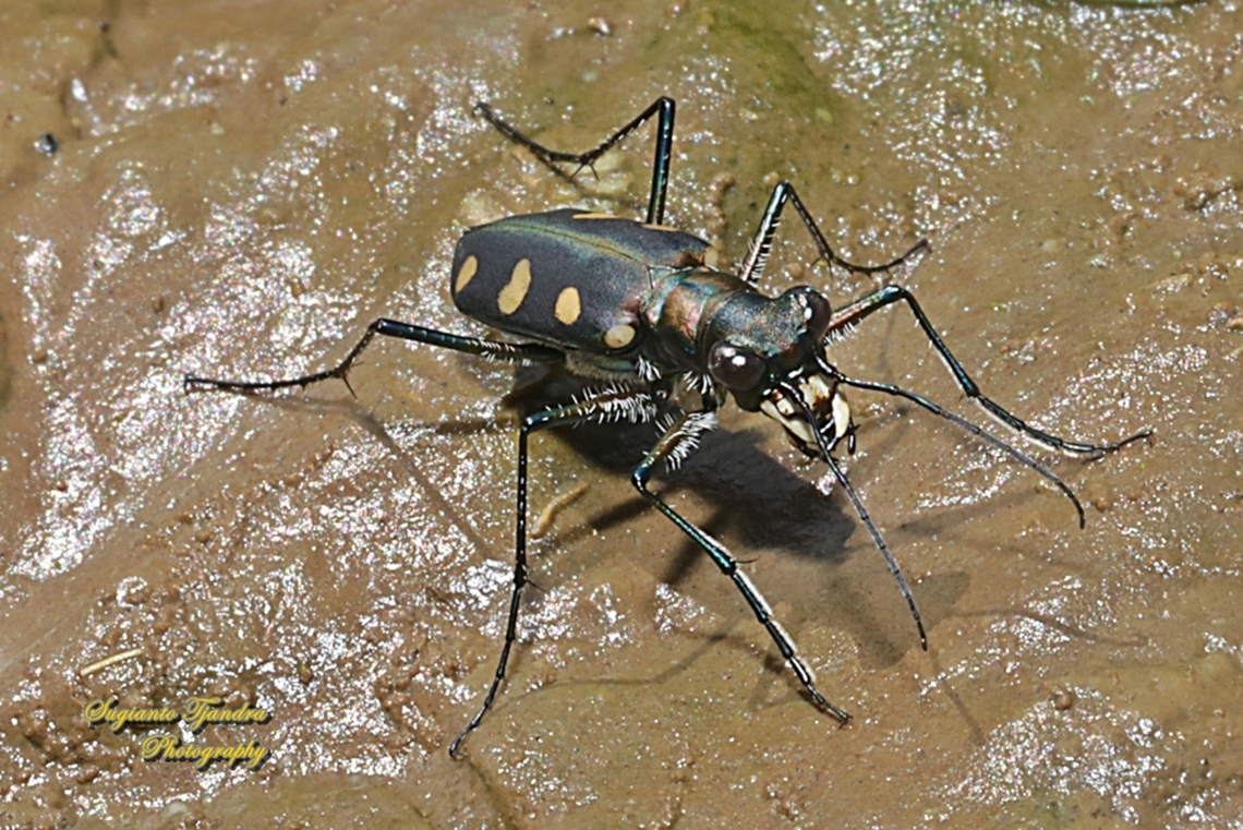 Golden-spotted Tiger Beetle, Cicindela aurulenta flavomaculata, family Carabidae  Cosmodela aurulenta,Fall,Geotagged,Golden-spotted tiger beetle,Indonesia