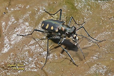Golden-spotted Tiger Beetle, Cicindela aurulenta flavomaculata, family Carabidae  Cosmodela aurulenta,Fall,Geotagged,Golden-spotted tiger beetle,Indonesia