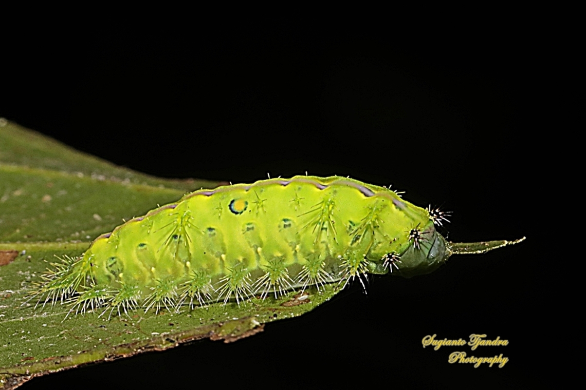 Stinging Nettle Slug Caterpillar (Cup Moth, Thosea sp., Limacodidae)  Fall,Geotagged,Indonesia