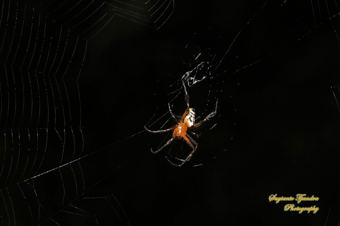 The pear-shaped leucauge Spider, Opadometa fastigata, family Tetragnathidae  Fall,Geotagged,Indonesia,Leucauge fastigata,Pear-shaped Opadometa