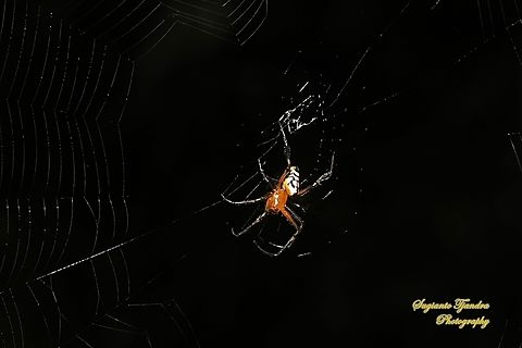 The pear-shaped leucauge Spider, Opadometa fastigata, family Tetragnathidae  Fall,Geotagged,Indonesia,Leucauge fastigata,Pear-shaped Opadometa