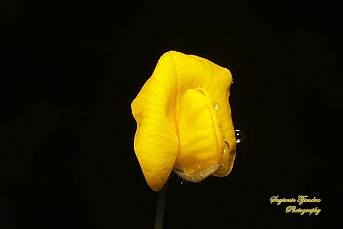 Arachis pintoi flower  Geotagged,Indonesia,Winter