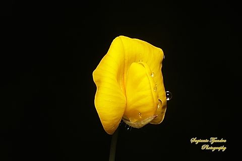 Arachis pintoi flower  Geotagged,Indonesia,Winter
