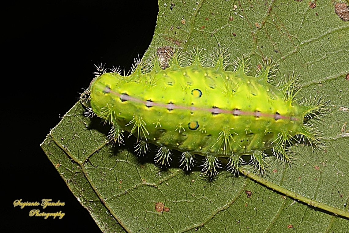 Stinging Nettle Slug Caterpillar (Cup Moth, Thosea sp., Limacodidae)  Fall,Geotagged,Indonesia