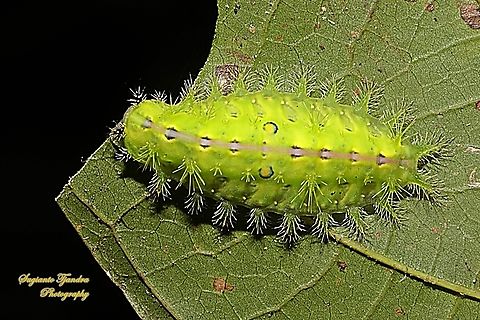 Stinging Nettle Slug Caterpillar (Cup Moth, Thosea sp., Limacodidae)  Fall,Geotagged,Indonesia