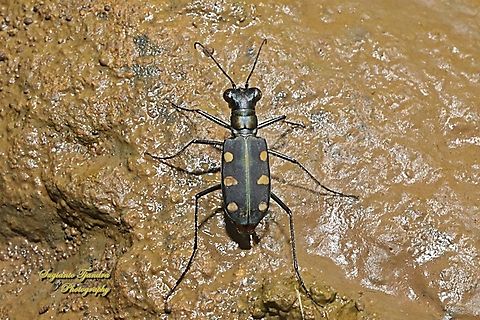 Golden-spotted Tiger Beetle, Cicindela aurulenta flavomaculata, family Carabidae  Cosmodela aurulenta,Fall,Geotagged,Golden-spotted tiger beetle,Indonesia