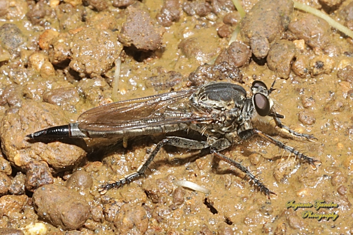 Black Robber fly, Philodicus Sp., family Asilidae  Fall,Geotagged,Indonesia