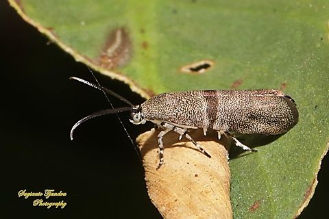 Little Bear Moth, Phycodes minor, family Brachodidae  Fall,Geotagged,Indonesia,Phycodes minor