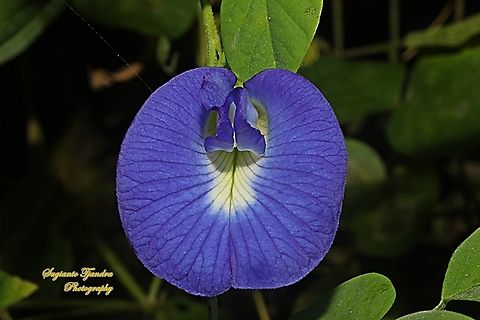 Kembang Telang, Blue Pea flower, Clitoria ternatea  Butterfly-pea,Clitoria ternatea,Geotagged,Indonesia,Winter
