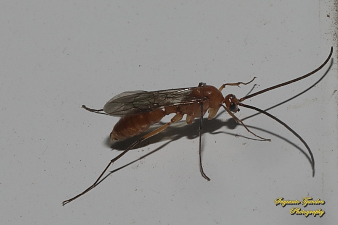 Ichneumon wasp, Ichneumonidae  Fall,Geotagged,Indonesia