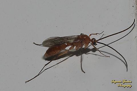 Ichneumon wasp, Ichneumonidae  Fall,Geotagged,Indonesia