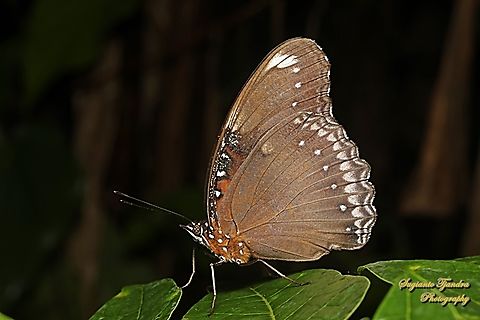 Great eggfly butterfly, Hypolimnas bolina bolina - lowerside  Fall,Geotagged,Hypolimnas bolina,Indonesia,Varied Eggfly