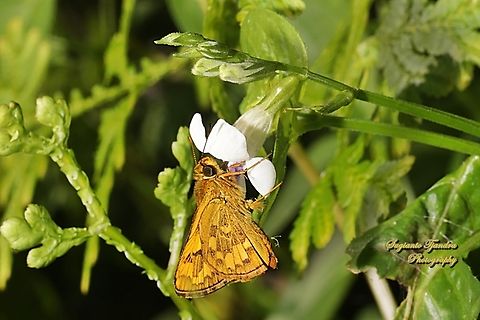 Skipper Butterfly - The Lesser Dart, Potanthus omaha "sucking nectar on the Chinese Violet Weed flower, Asystasia gangetica"  Fall,Geotagged,Indonesia,Lesser dart,Potanthus omaha