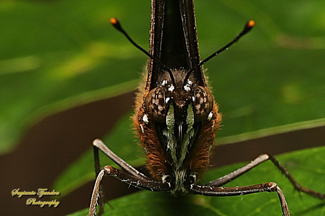 Great eggfly butterfly, Hypolimnas bolina bolina - Close up  Fall,Geotagged,Hypolimnas bolina,Indonesia,Varied Eggfly