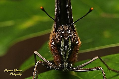 Great eggfly butterfly, Hypolimnas bolina bolina - Close up  Fall,Geotagged,Hypolimnas bolina,Indonesia,Varied Eggfly