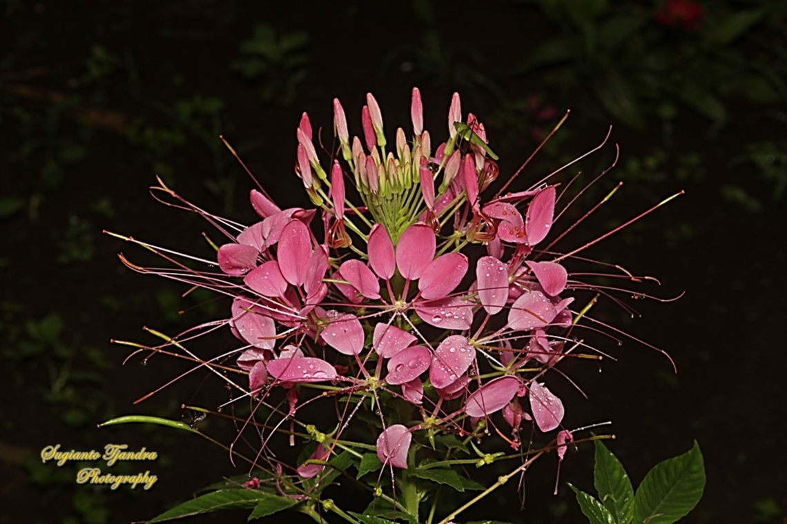Spider flowers, Cleome hassleriana  Cleome hassleriana,Fall,Geotagged,Indonesia,Spider Flower