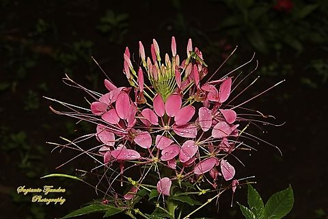 Spider flowers, Cleome hassleriana  Cleome hassleriana,Fall,Geotagged,Indonesia,Spider Flower