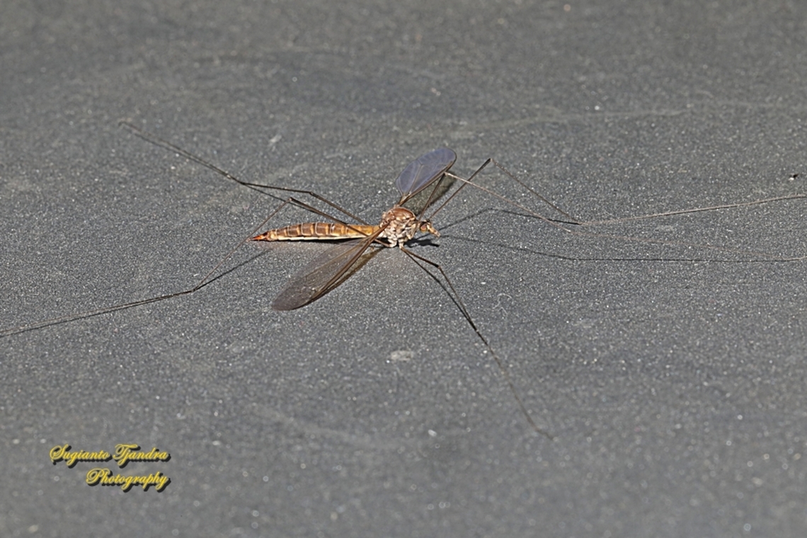 Crane Fly, Nephrotoma sp, family Tipulidae  Fall,Geotagged,Indonesia