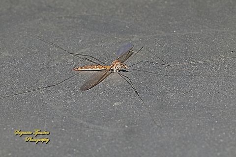 Crane Fly, Nephrotoma sp, family Tipulidae  Fall,Geotagged,Indonesia