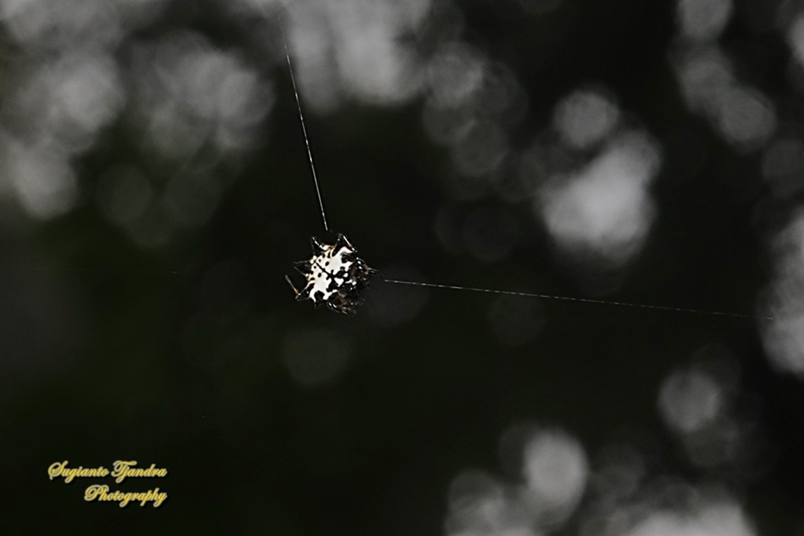 Black-and-white Spiny Spider, Gasteracantha kuhli  Fall,Gasteracantha kuhli,Geotagged,Indonesia