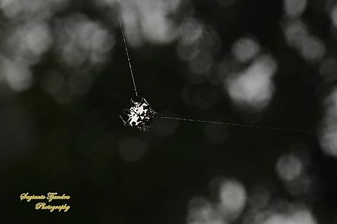 Black-and-white Spiny Spider, Gasteracantha kuhli  Fall,Gasteracantha kuhli,Geotagged,Indonesia