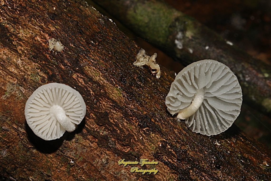 Fungi, Oudemansiella Sp., family Physalacriaceae  Geotagged,Indonesia,Winter