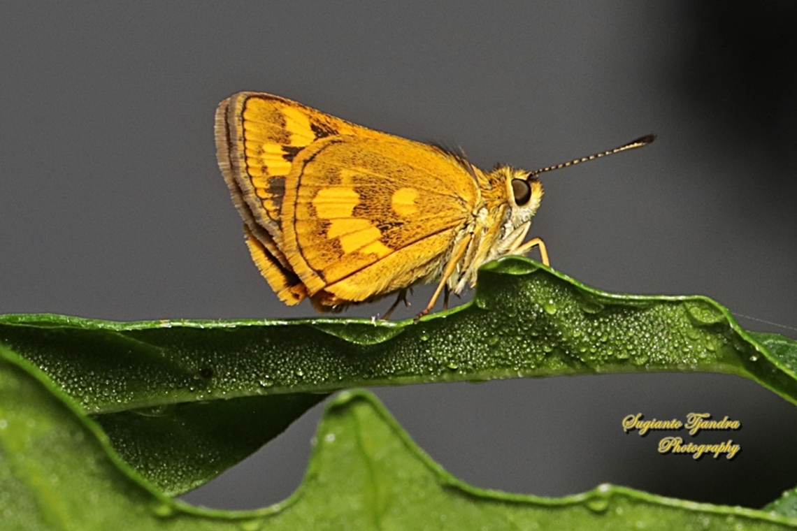 Skipper Butterly, Yellow Grass Dart, Taractrocera archias archias  Fall,Geotagged,Indonesia,Taractrocera archia,Taractrocera archias