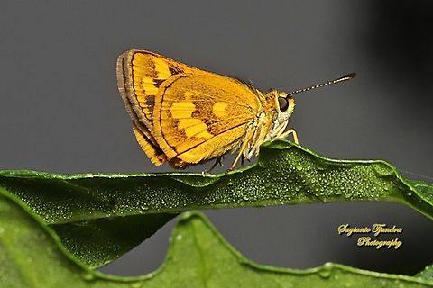 Skipper Butterly, Yellow Grass Dart, Taractrocera archias archias  Fall,Geotagged,Indonesia,Taractrocera archia,Taractrocera archias