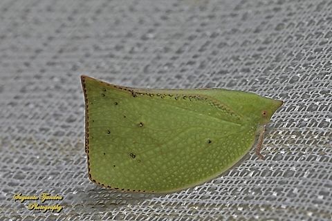 Green Planthopper, Siphanta acuta, family Flatidae  Fall,Geotagged,Indonesia,Siphanta acuta,Torpedo bug