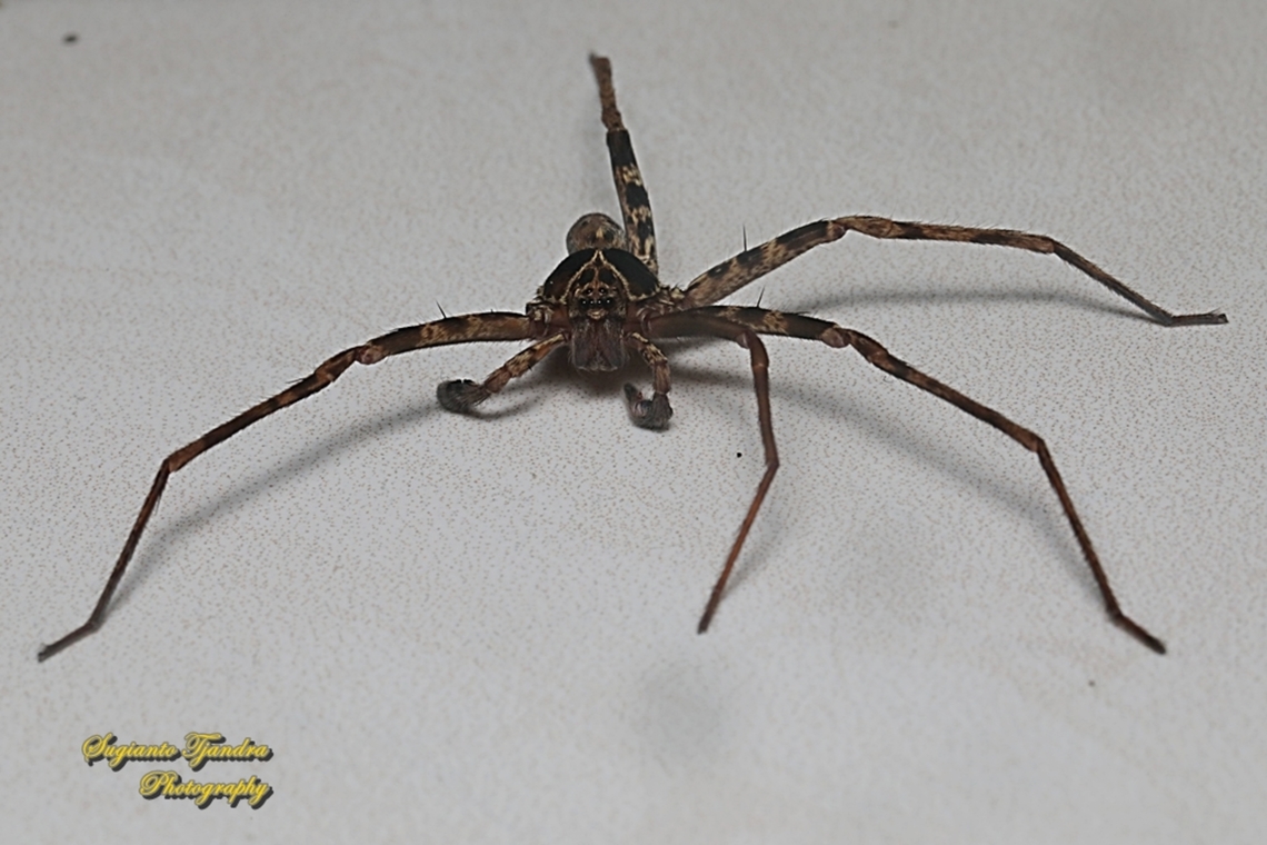 Hauntsman Spider, Heteropoda tetrica, family Sparassidae  Fall,Geotagged,Heteropoda tetrica,Indonesia