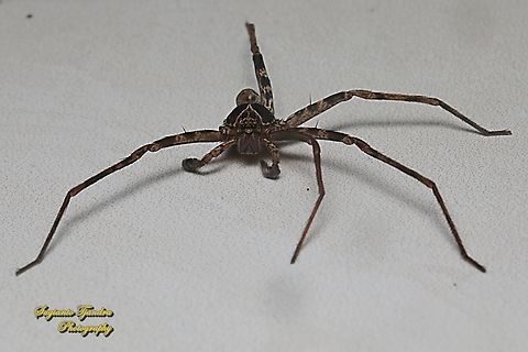 Hauntsman Spider, Heteropoda tetrica, family Sparassidae  Fall,Geotagged,Heteropoda tetrica,Indonesia