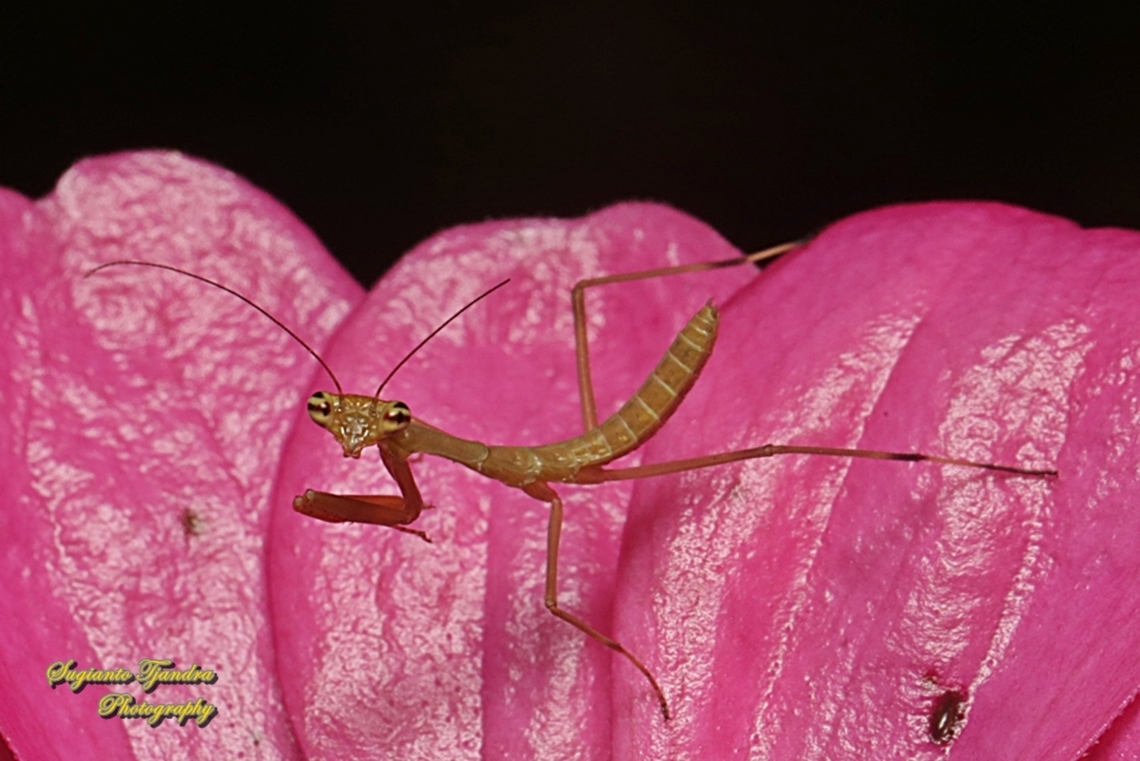 Brown tiny praying mantis nymph  Fall,Geotagged,Indonesia